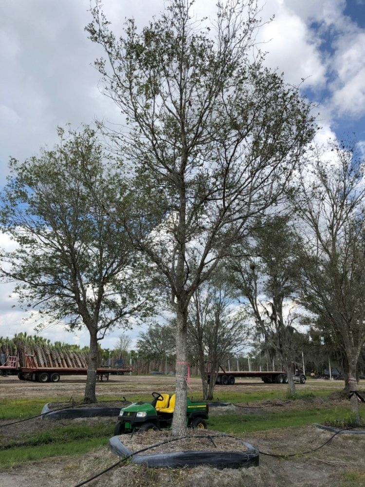 quercus-virginiana-live-oak-southern-oak-tree