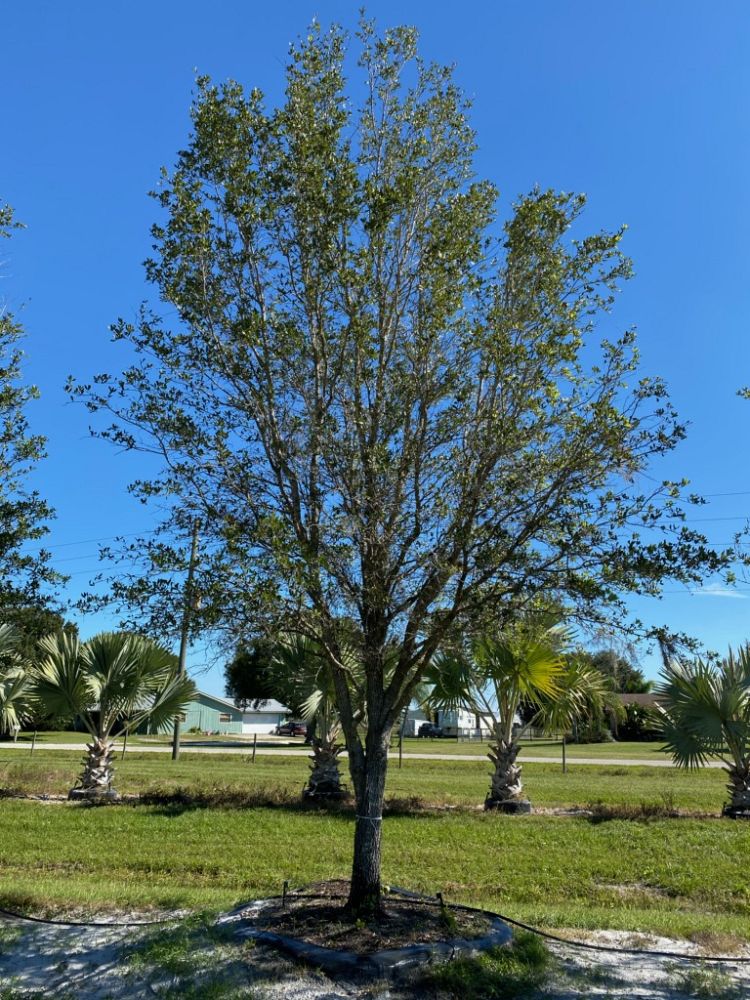 quercus-virginiana-live-oak-southern-oak-tree