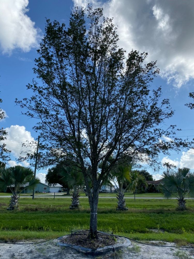 quercus-virginiana-live-oak-southern-oak-tree