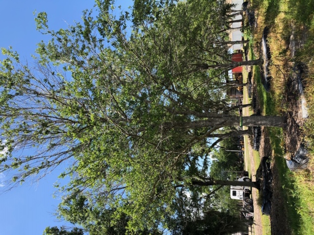 quercus-virginiana-live-oak-southern-oak-tree