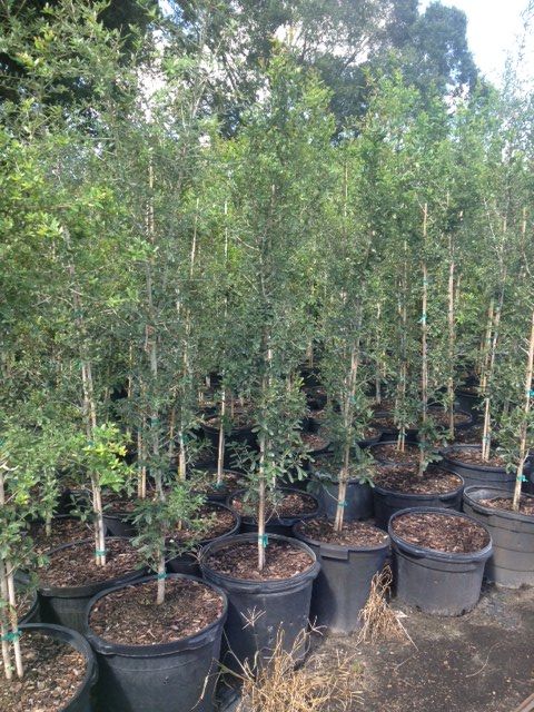 quercus-virginiana-live-oak-southern-oak-tree