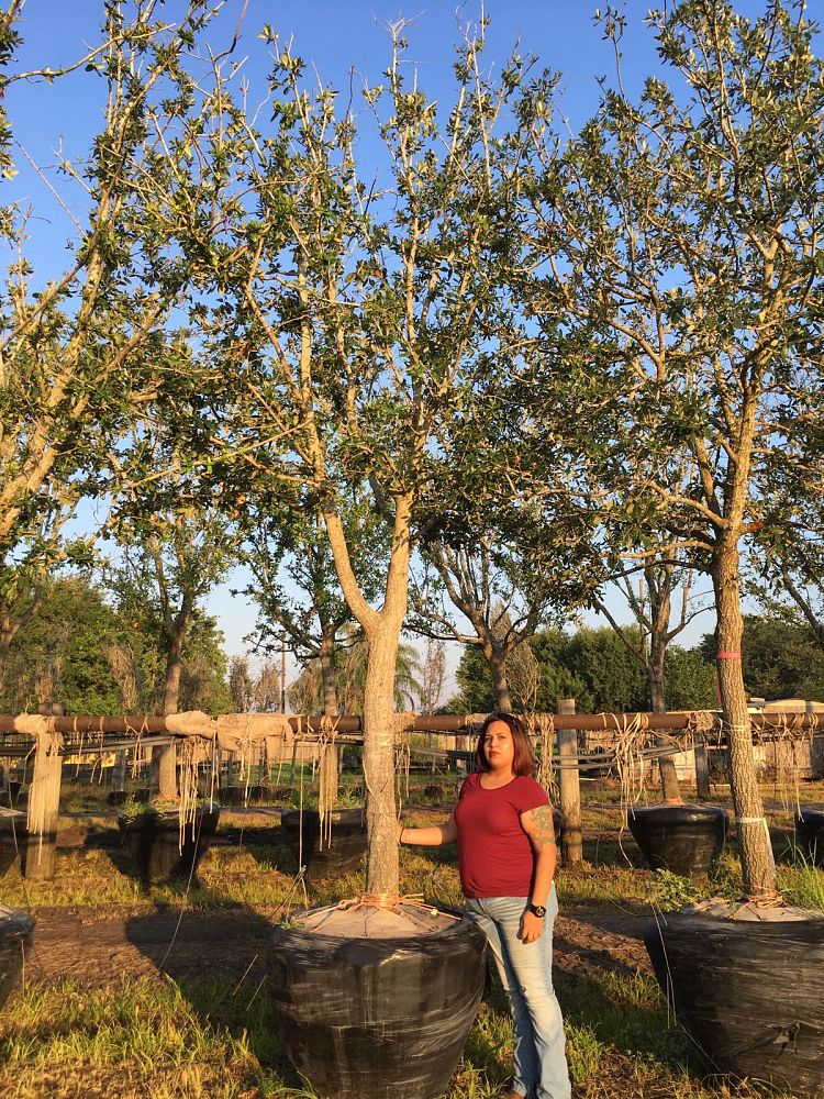 quercus-virginiana-live-oak-southern-oak-tree