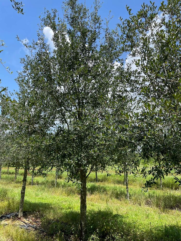 quercus-virginiana-live-oak-southern-oak-tree