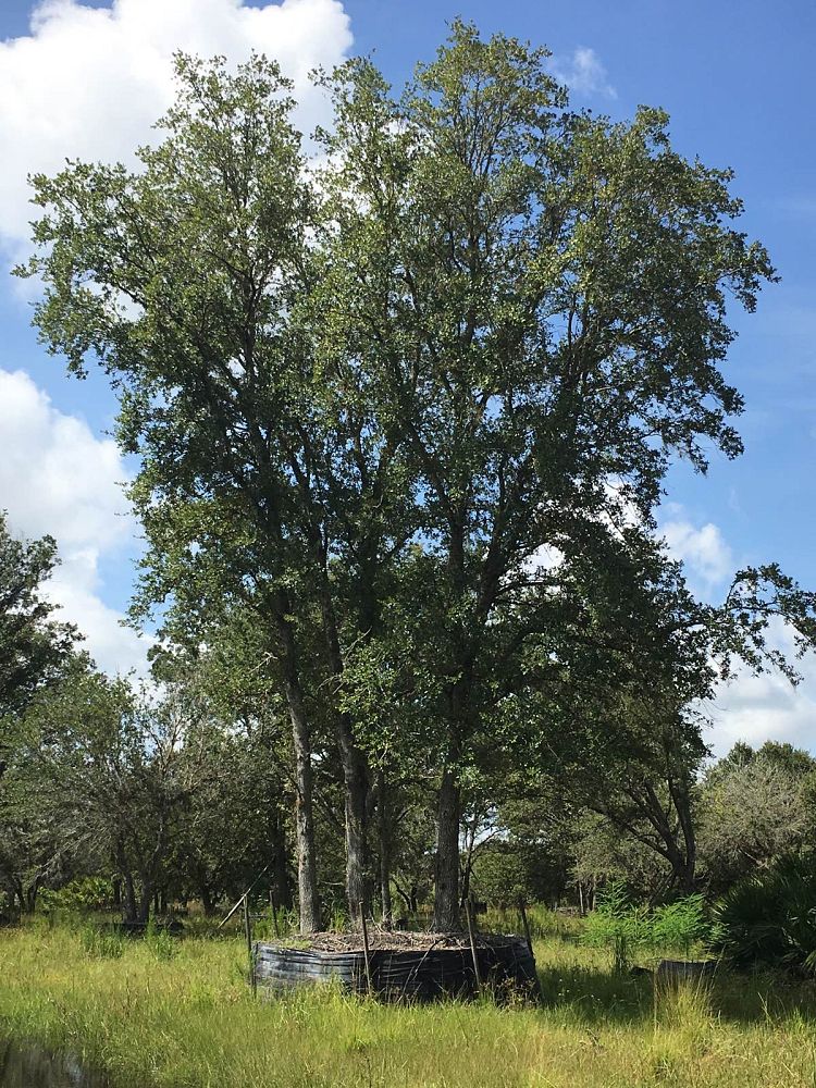 quercus-virginiana-live-oak-southern-oak-tree