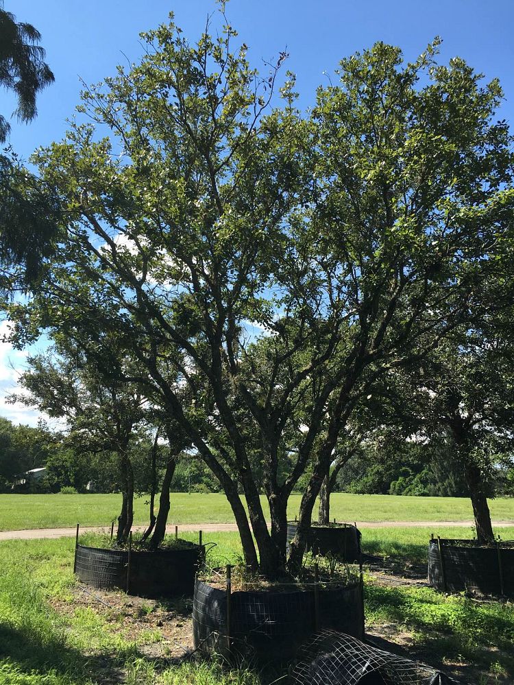 quercus-virginiana-live-oak-southern-oak-tree