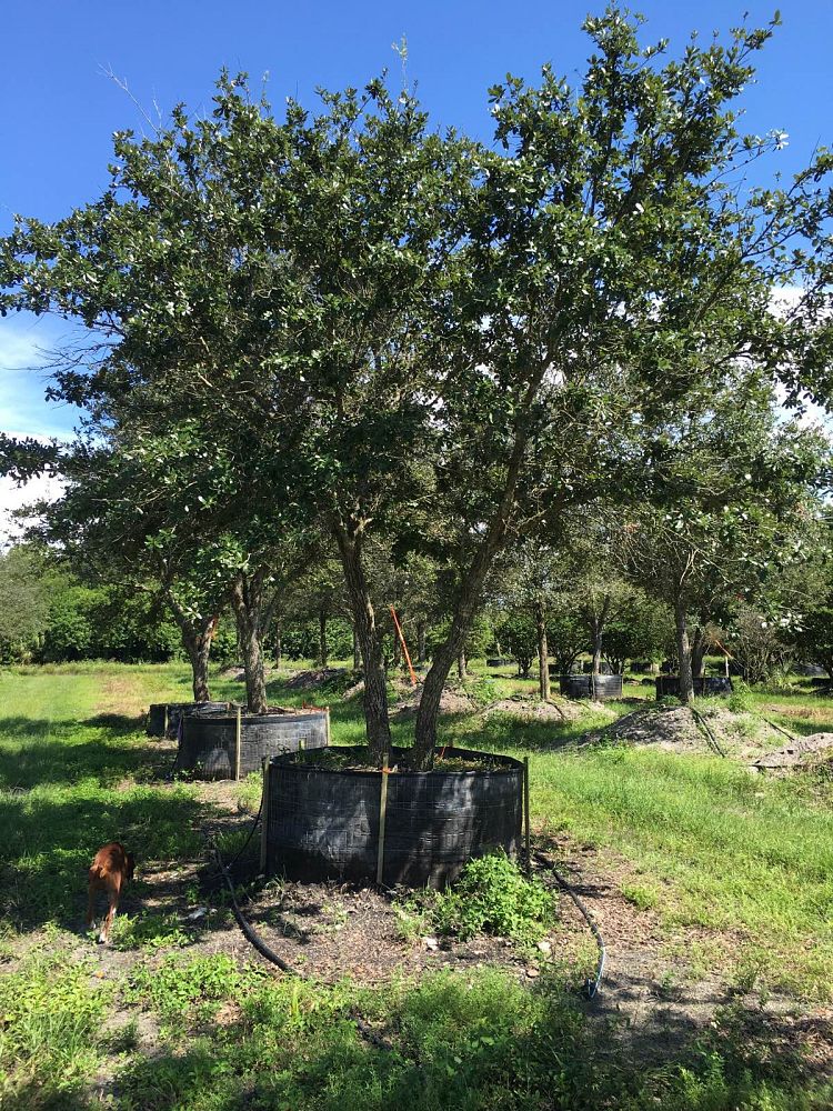 quercus-virginiana-live-oak-southern-oak-tree