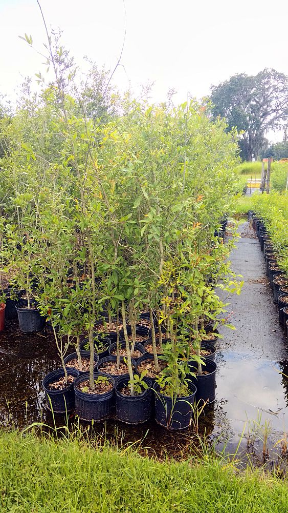 quercus-virginiana-live-oak-southern-oak-tree