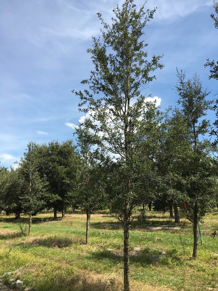 quercus-virginiana-live-oak-southern-oak-tree