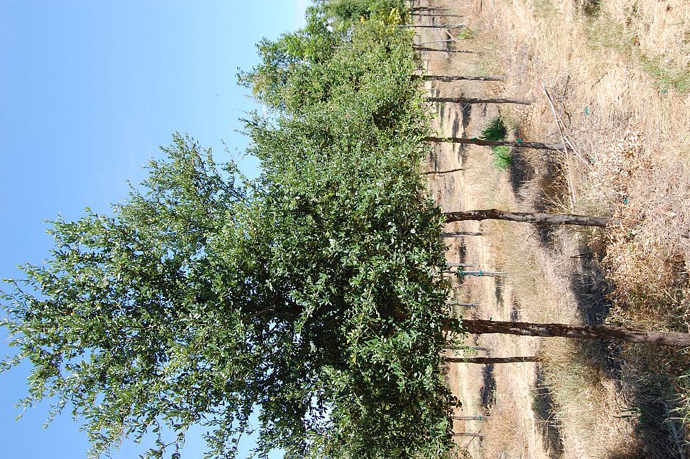 quercus-virginiana-live-oak-southern-oak-tree