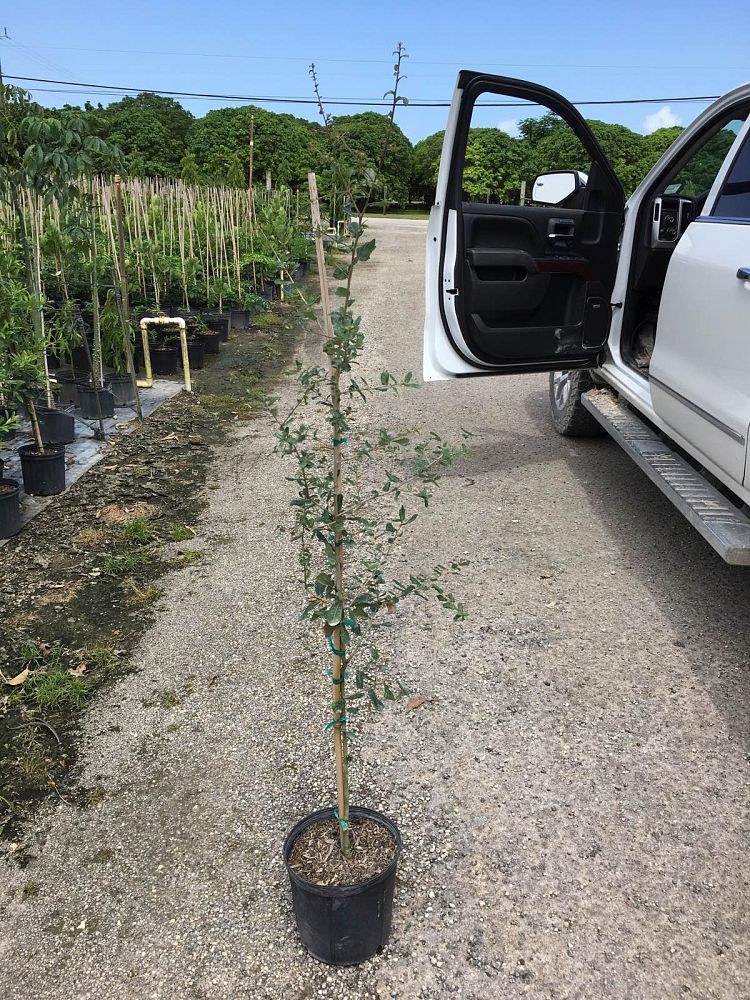 quercus-virginiana-live-oak-southern-oak-tree