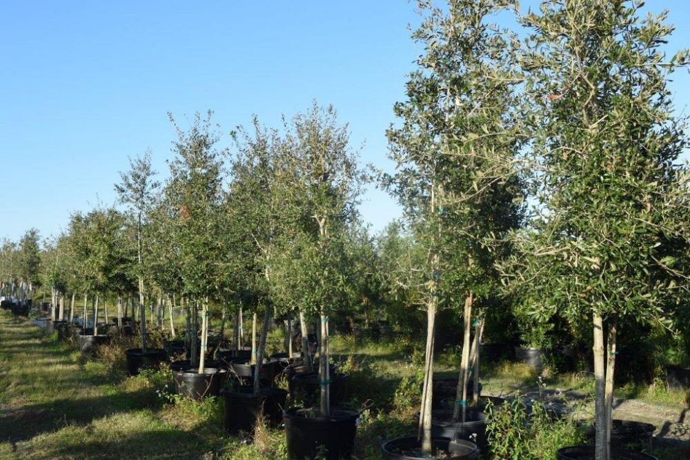 quercus-virginiana-live-oak-southern-oak-tree