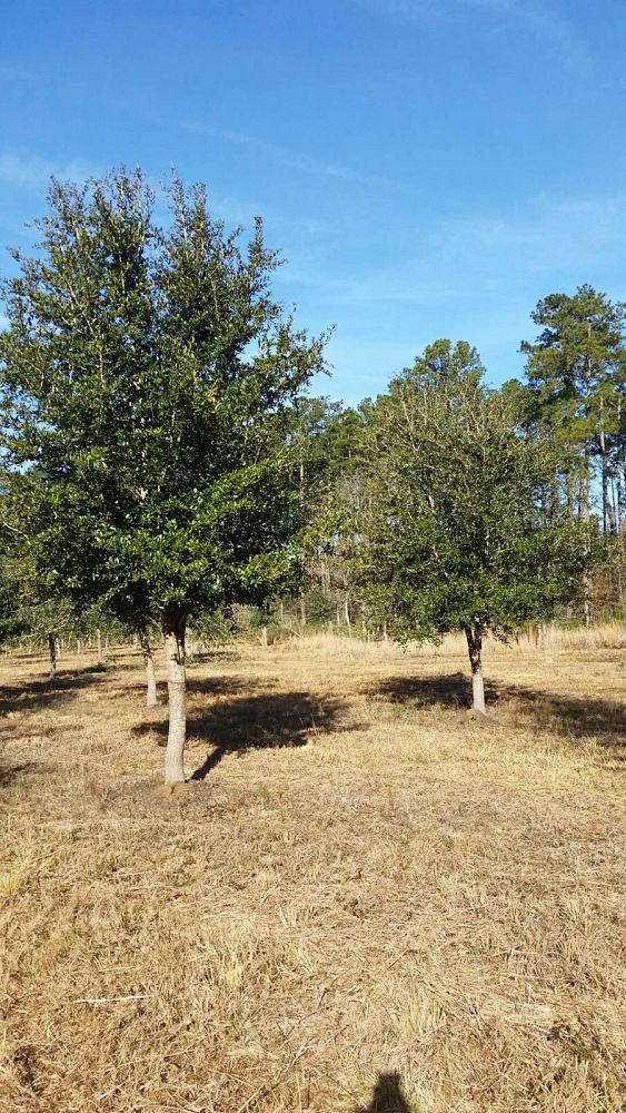 quercus-virginiana-live-oak-southern-oak-tree
