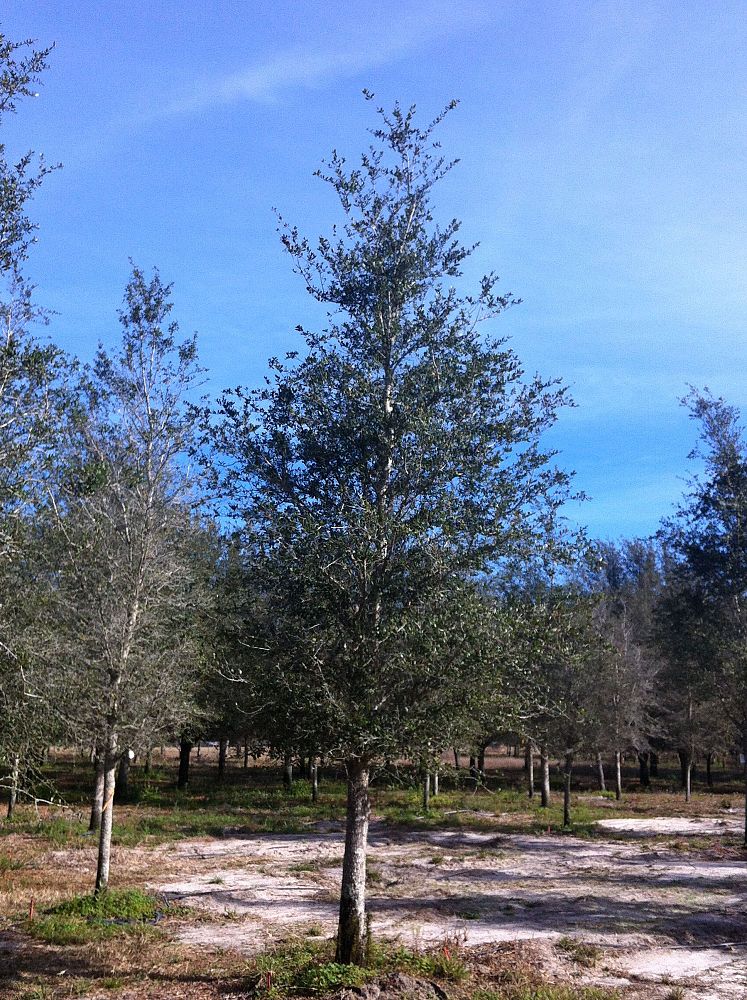 quercus-virginiana-live-oak-southern-oak-tree