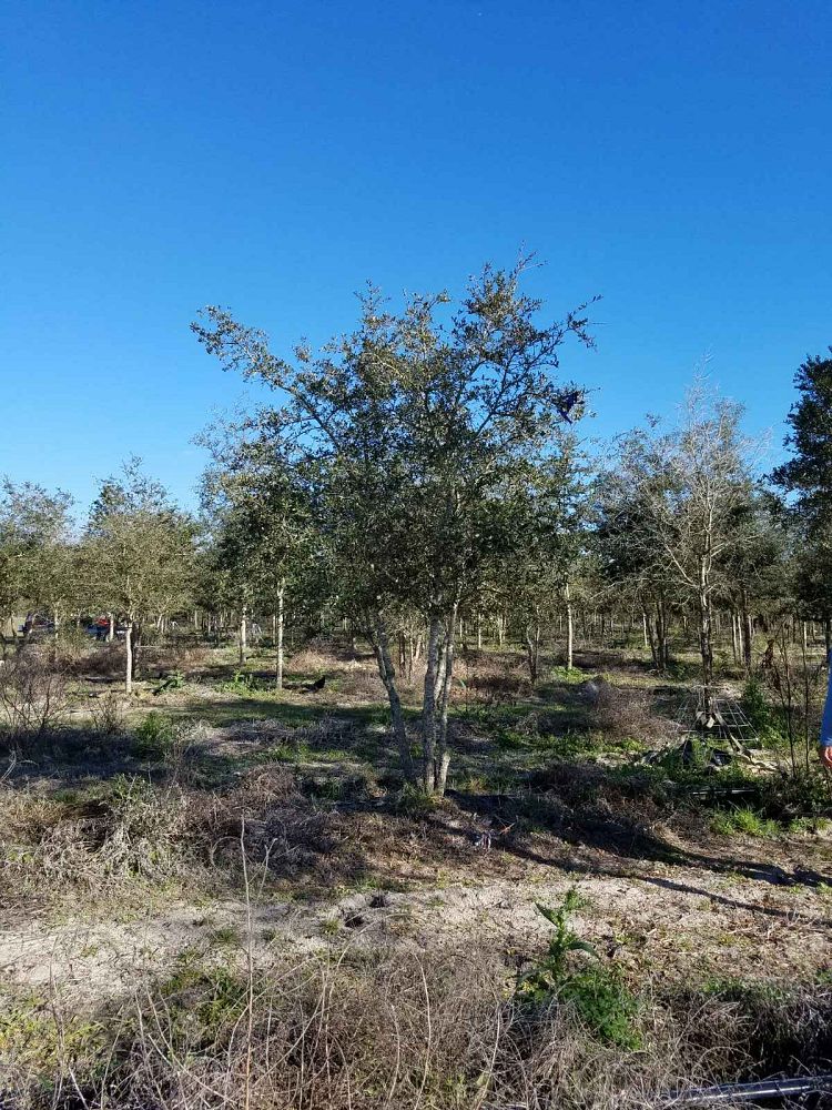 quercus-virginiana-live-oak-southern-oak-tree