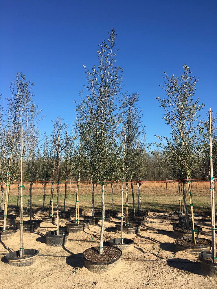 quercus-virginiana-live-oak-southern-oak-tree