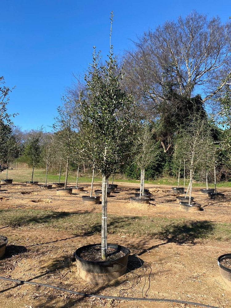 quercus-virginiana-live-oak-southern-oak-tree