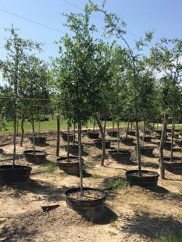 quercus-virginiana-live-oak-southern-oak-tree