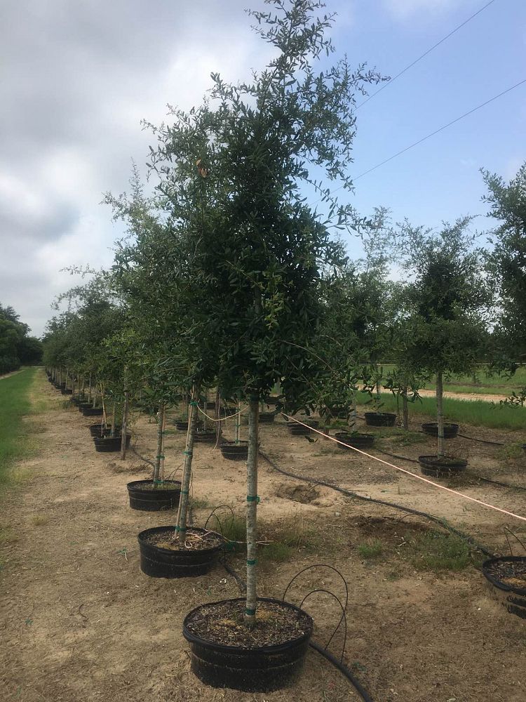 quercus-virginiana-live-oak-southern-oak-tree