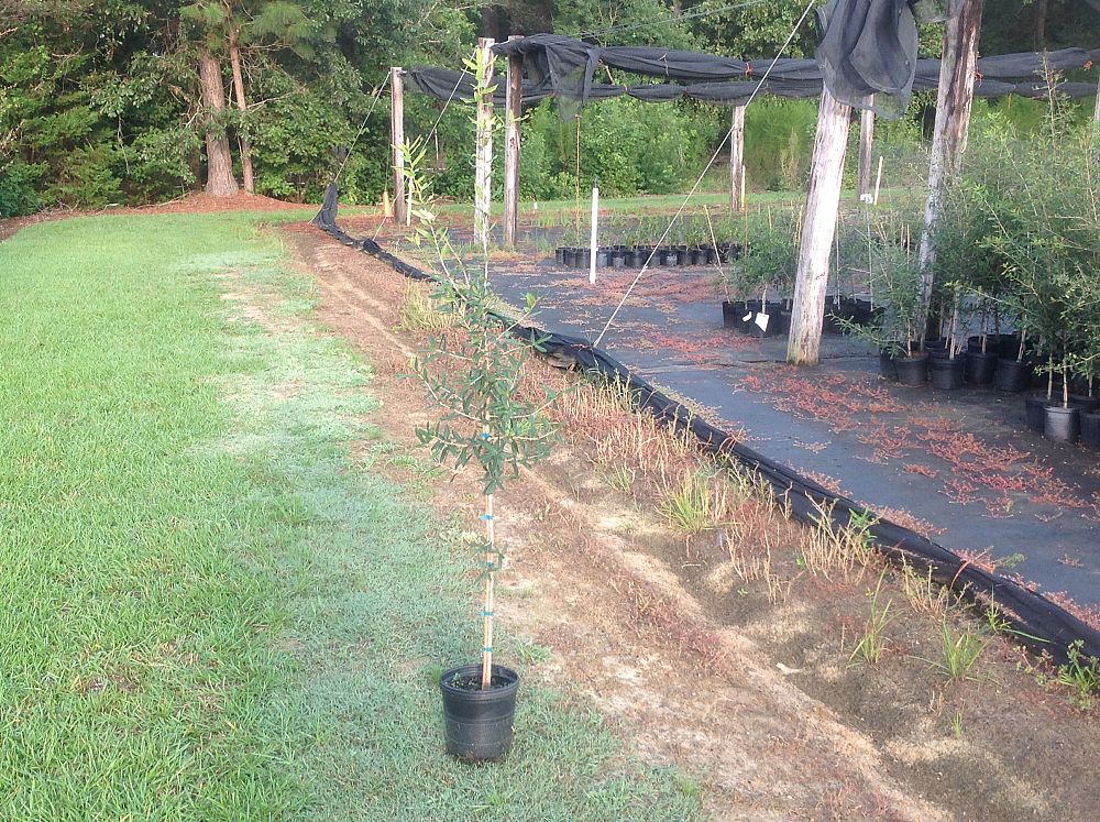 quercus-virginiana-live-oak-southern-oak-tree