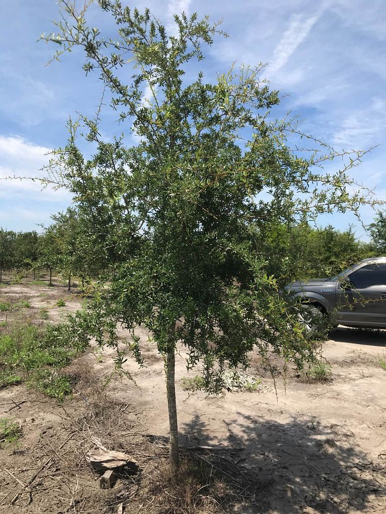 quercus-virginiana-live-oak-southern-oak-tree