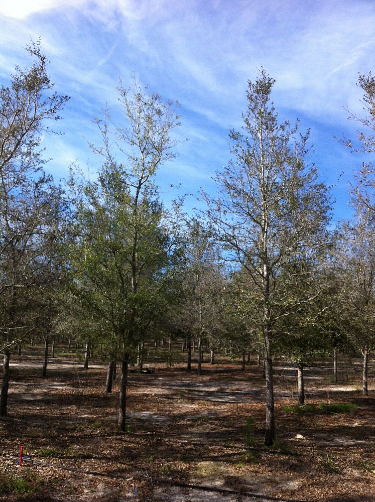 quercus-virginiana-live-oak-southern-oak-tree