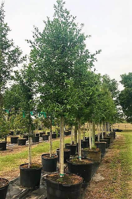 quercus-virginiana-live-oak-southern-oak-tree
