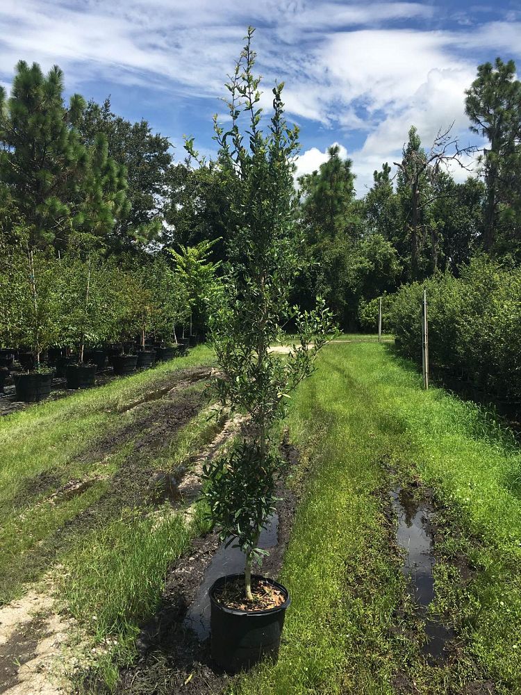 quercus-virginiana-live-oak-southern-oak-tree