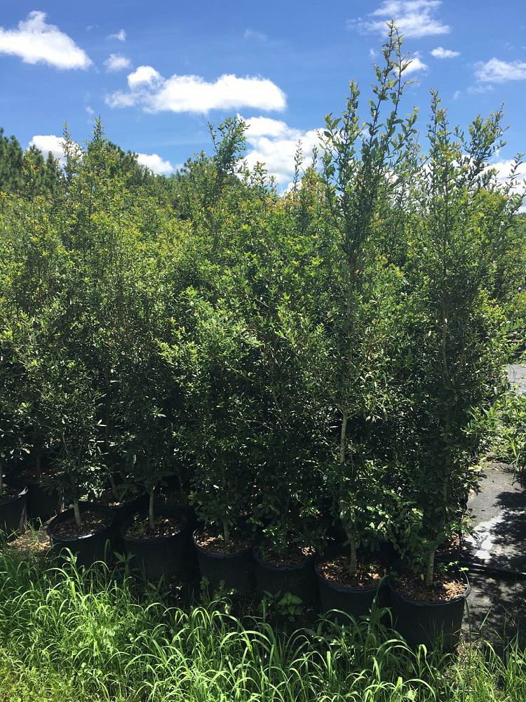 quercus-virginiana-live-oak-southern-oak-tree