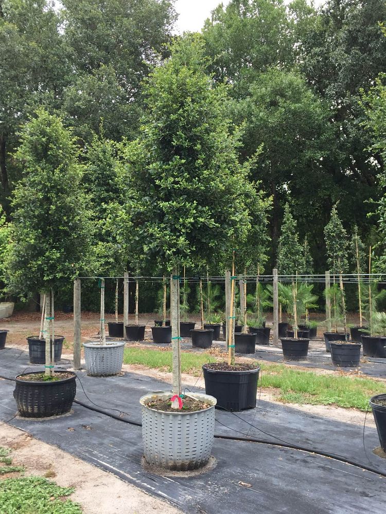 quercus-virginiana-live-oak-southern-oak-tree