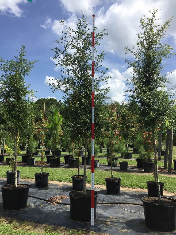 quercus-virginiana-live-oak-southern-oak-tree