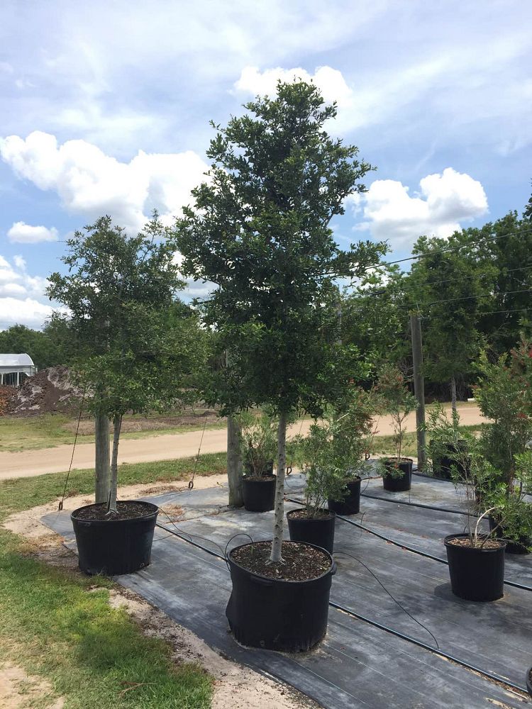 quercus-virginiana-live-oak-southern-oak-tree