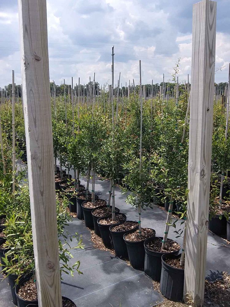 quercus-virginiana-live-oak-southern-oak-tree