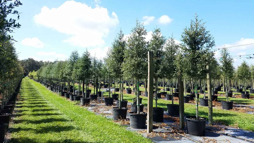 quercus-virginiana-live-oak-southern-oak-tree