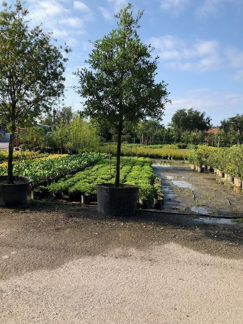 quercus-virginiana-live-oak-southern-oak-tree
