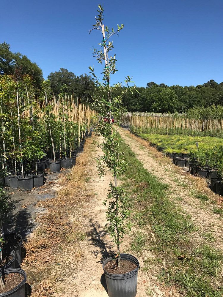 quercus-virginiana-live-oak-southern-oak-tree