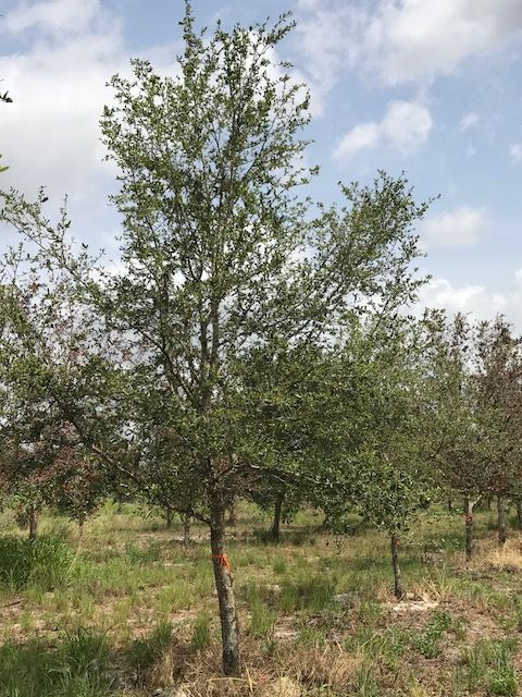 quercus-virginiana-live-oak-southern-oak-tree