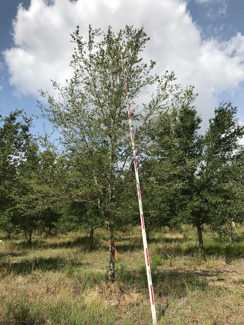 quercus-virginiana-live-oak-southern-oak-tree