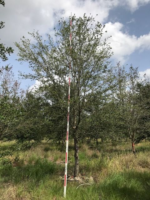 quercus-virginiana-live-oak-southern-oak-tree