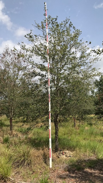 quercus-virginiana-live-oak-southern-oak-tree
