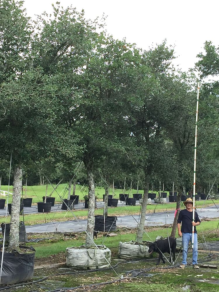 quercus-virginiana-live-oak-southern-oak-tree