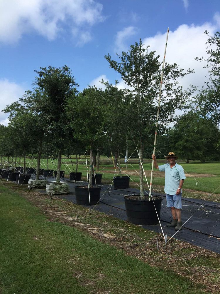 quercus-virginiana-live-oak-southern-oak-tree