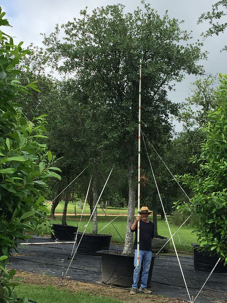 quercus-virginiana-live-oak-southern-oak-tree