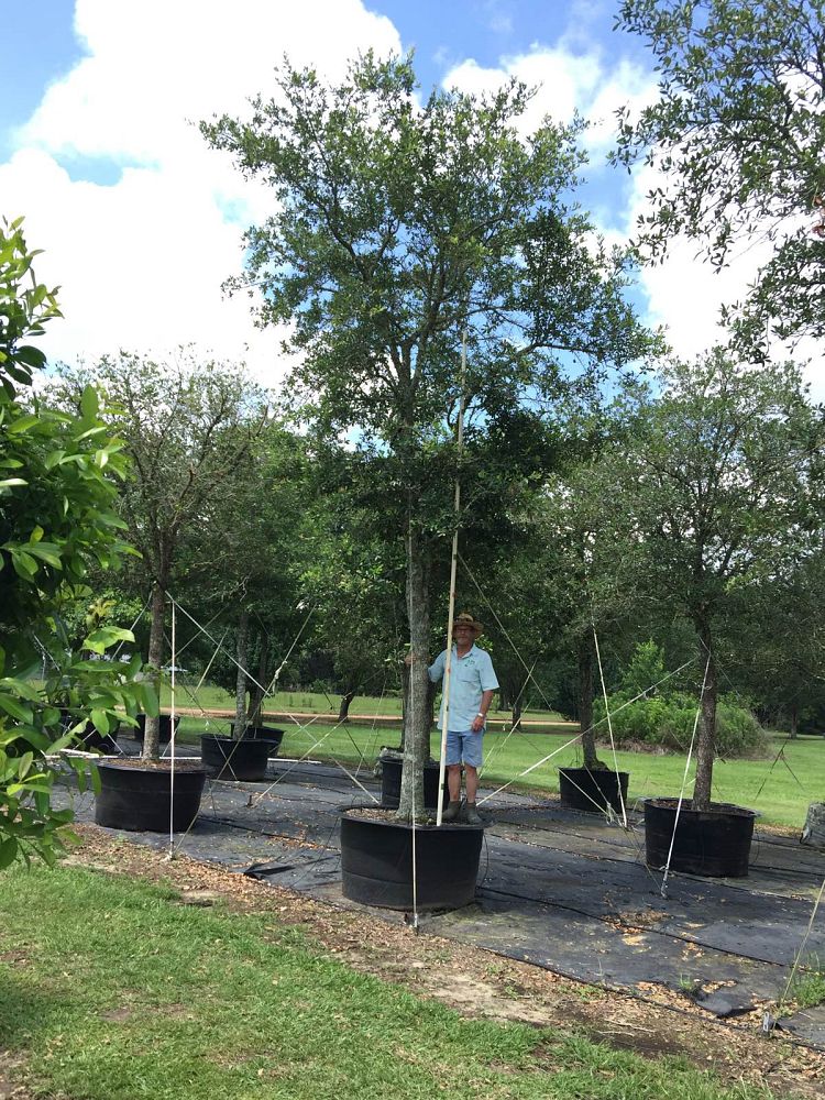 quercus-virginiana-live-oak-southern-oak-tree