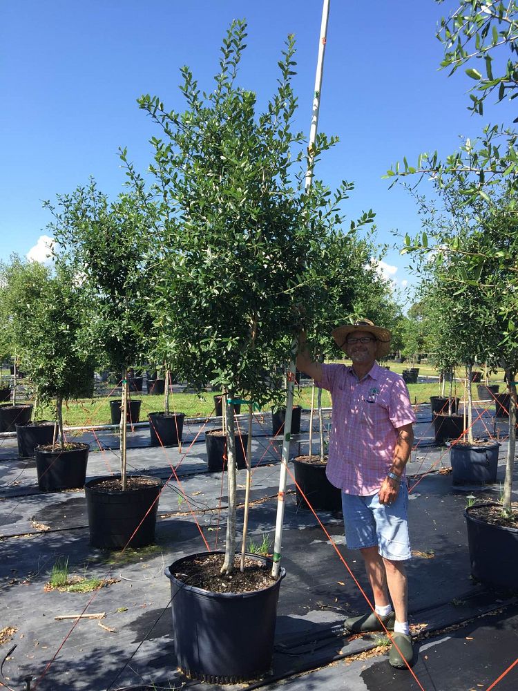 quercus-virginiana-live-oak-southern-oak-tree