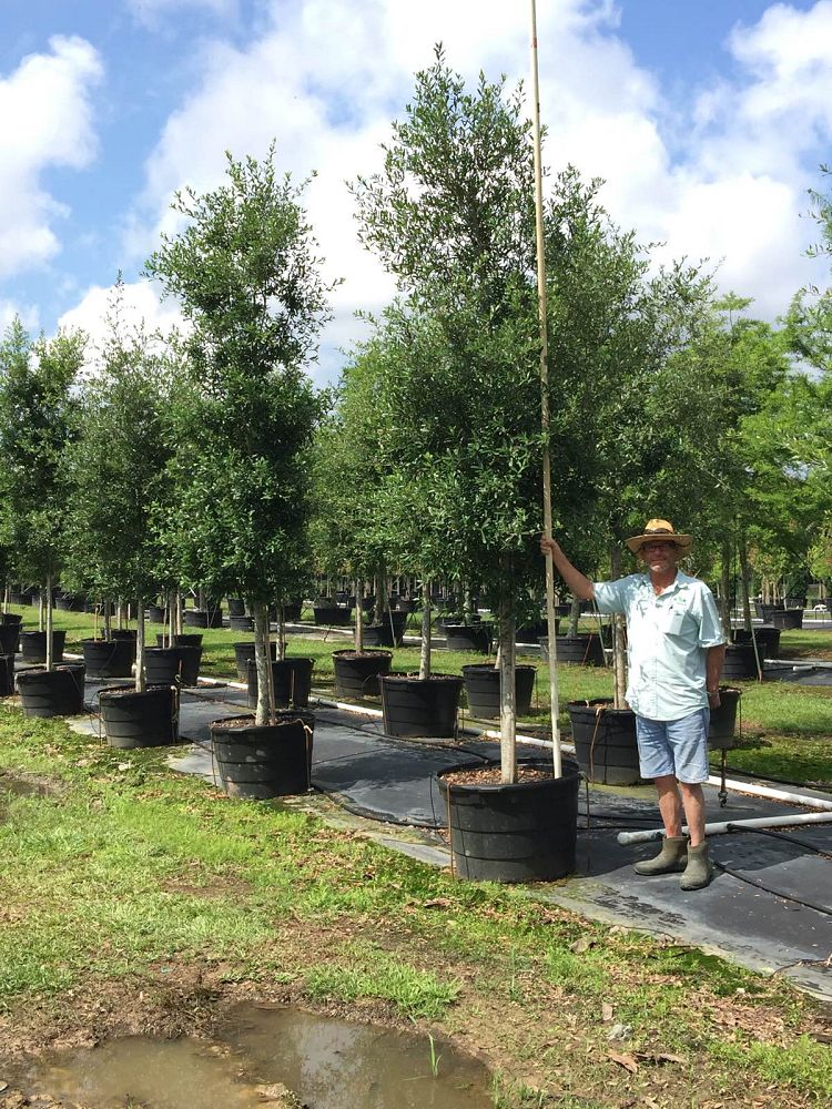 quercus-virginiana-live-oak-southern-oak-tree