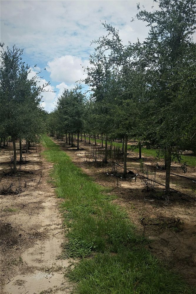 quercus-virginiana-live-oak-southern-oak-tree