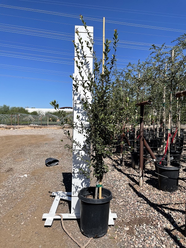 quercus-virginiana-live-oak-southern-oak-tree