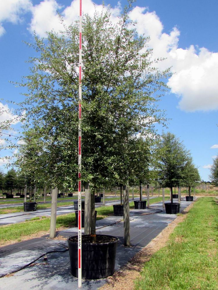 quercus-virginiana-live-oak-southern-oak-tree