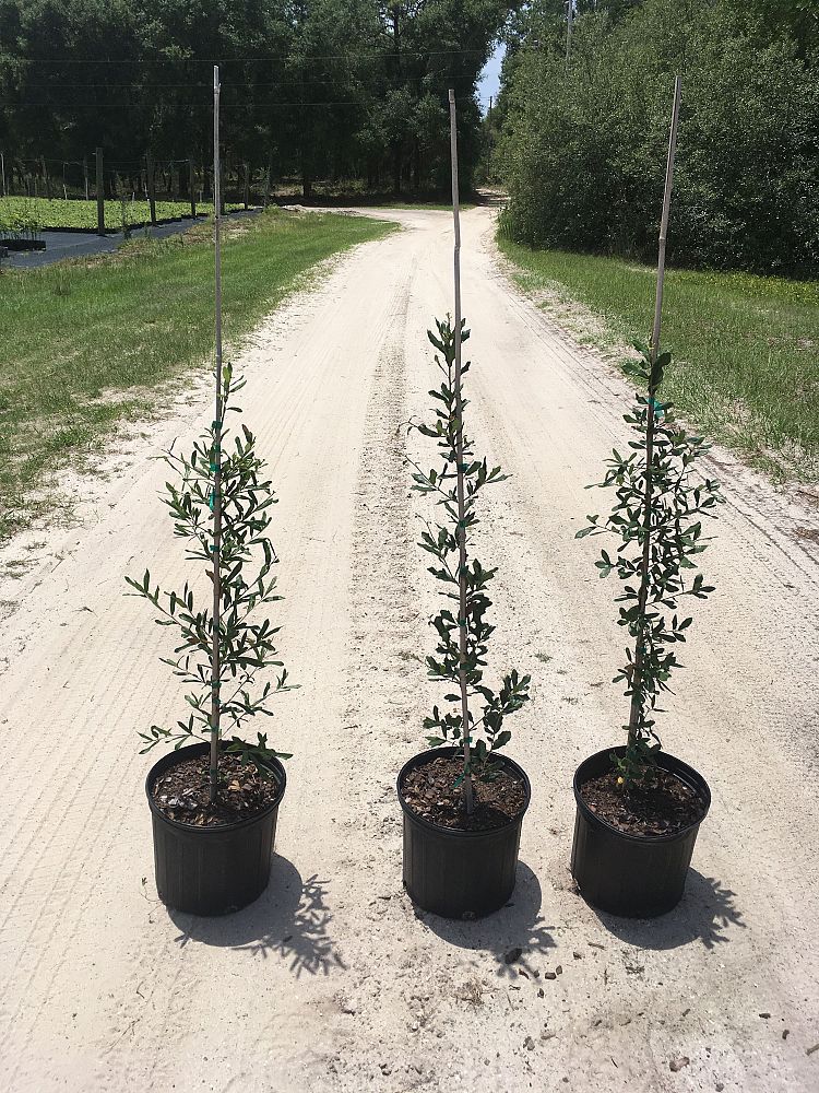 quercus-virginiana-live-oak-southern-oak-tree