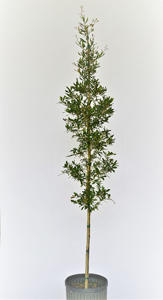 quercus-virginiana-live-oak-southern-oak-tree